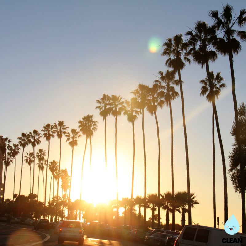 Los Angeles Palm lined road