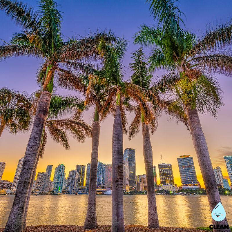 Palm Trees of Miami - Florida